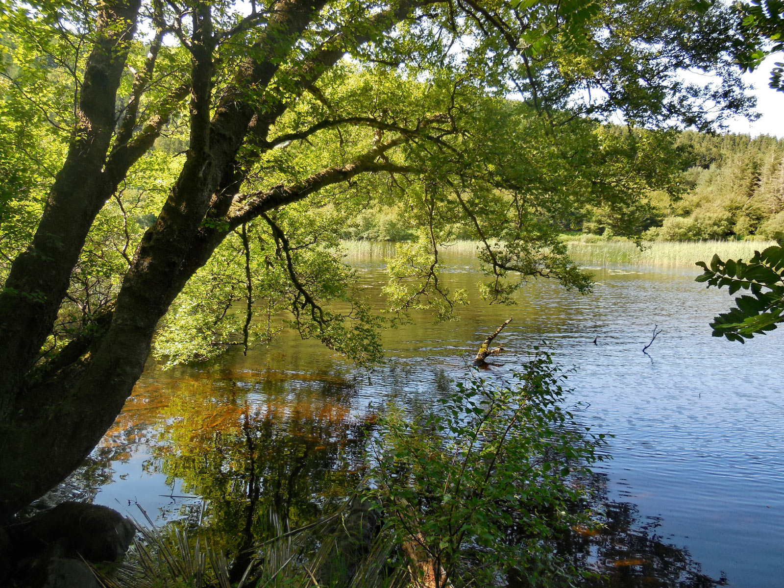 Gwernan Lake